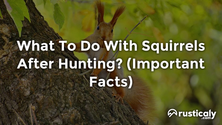 what to do with squirrels after hunting