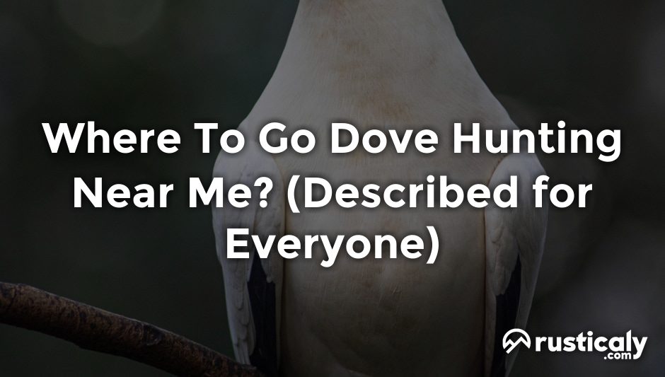 where to go dove hunting near me