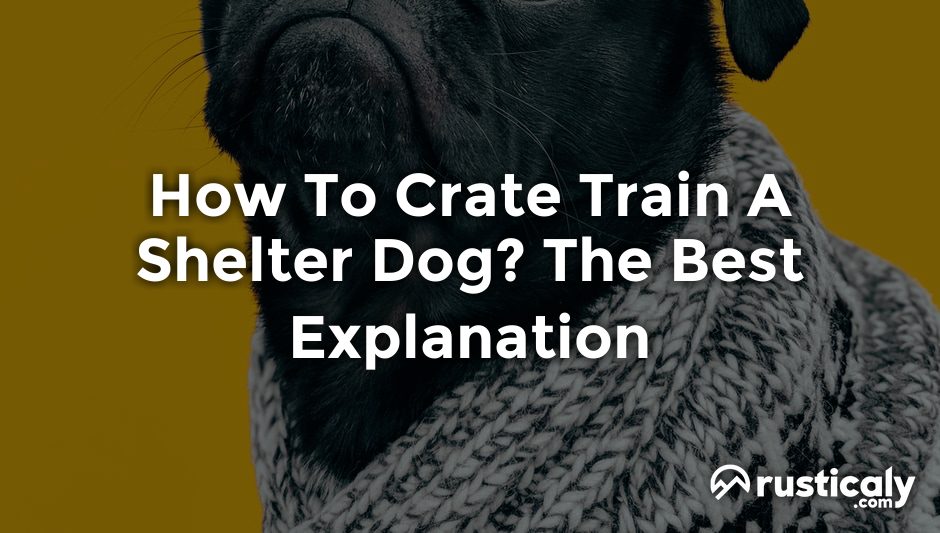 how to crate train a shelter dog