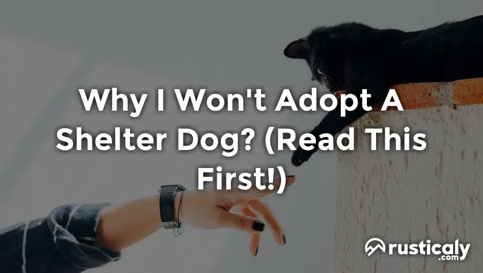 why i won't adopt a shelter dog