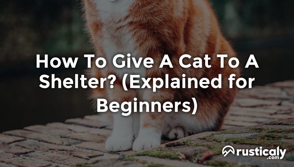 how to give a cat to a shelter