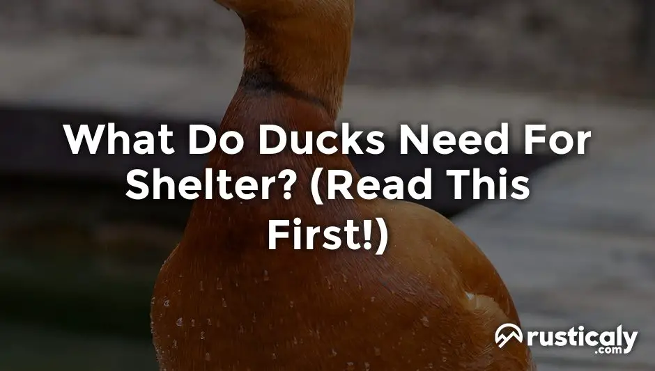 what do ducks need for shelter