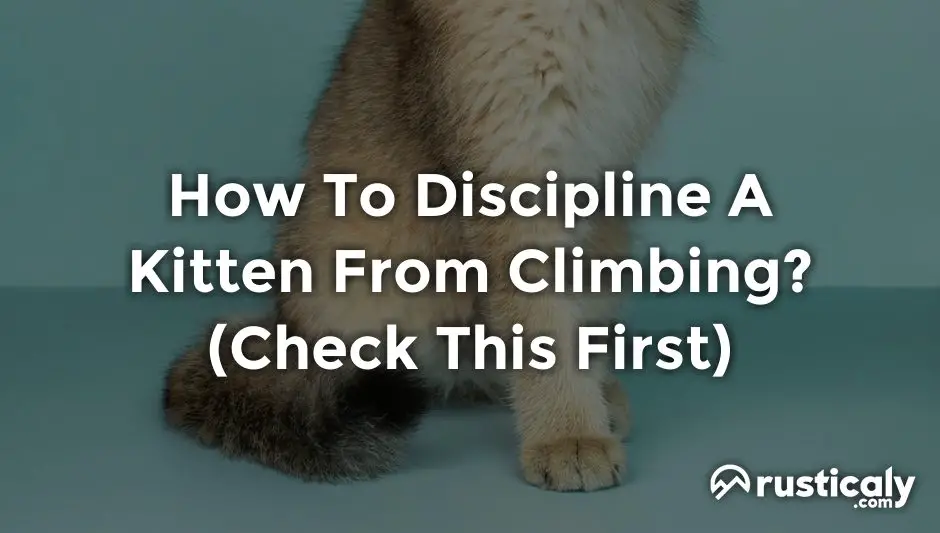 how to discipline a kitten from climbing