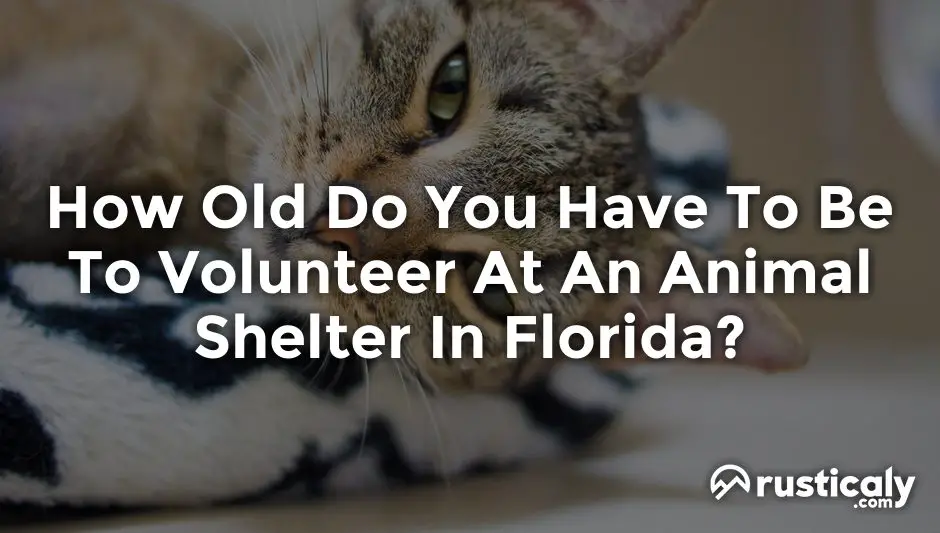 how old do you have to be to volunteer at an animal shelter in florida