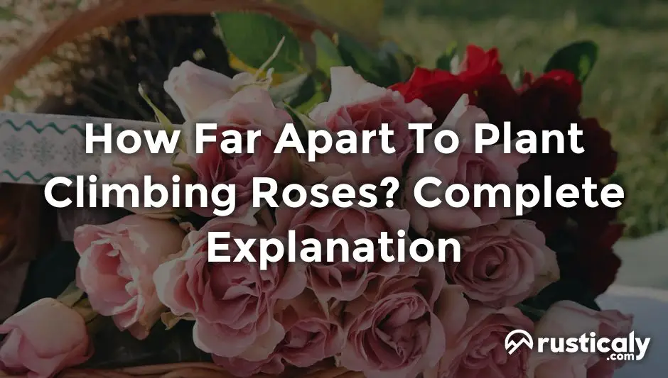 how far apart to plant climbing roses