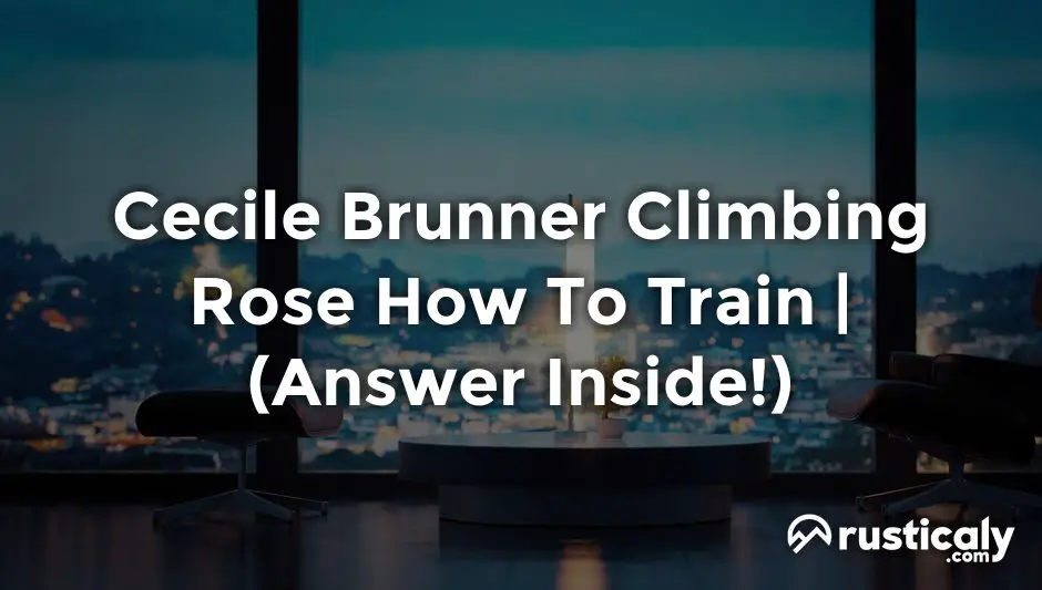 cecile brunner climbing rose how to train