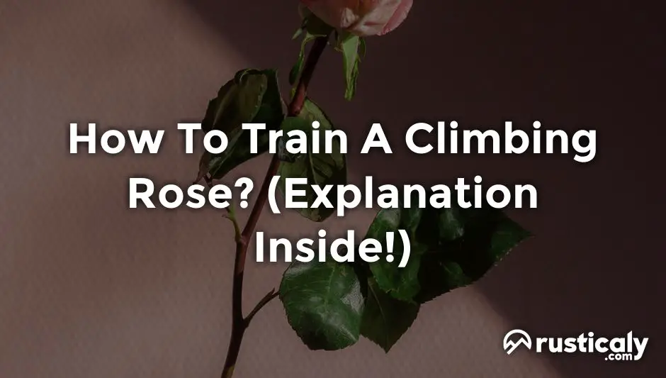 how to train a climbing rose