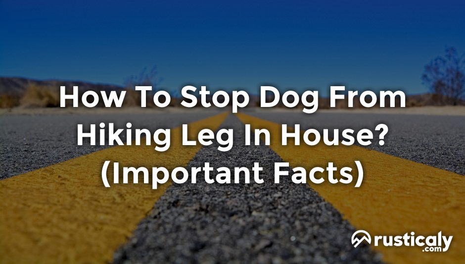 how to stop dog from hiking leg in house