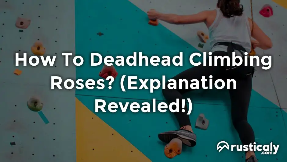 how to deadhead climbing roses