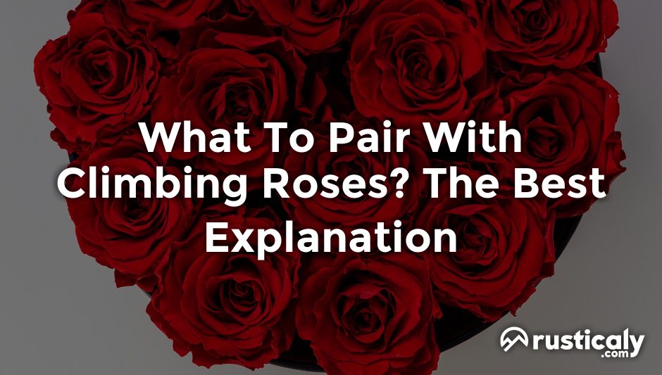 what to pair with climbing roses