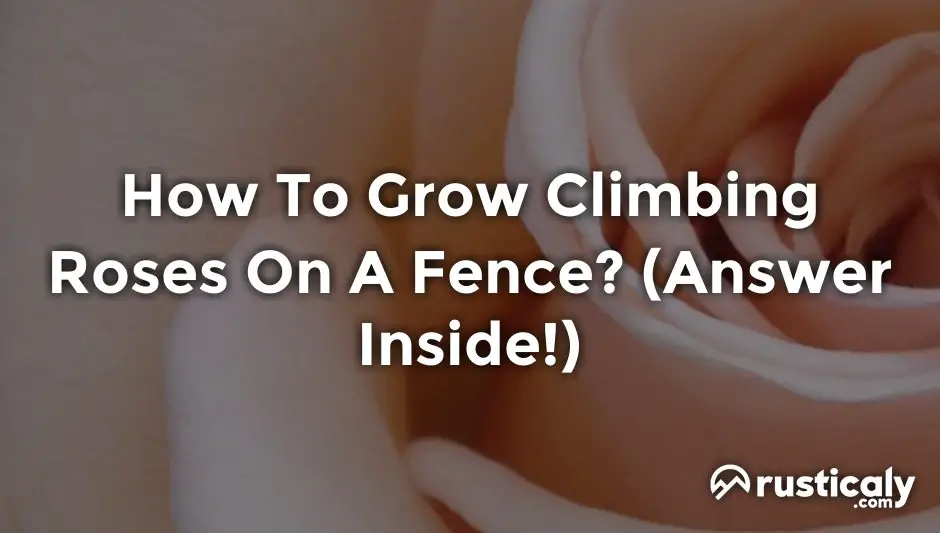how to grow climbing roses on a fence