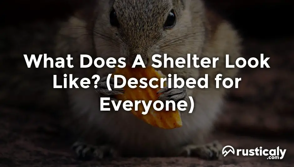 what does a shelter look like