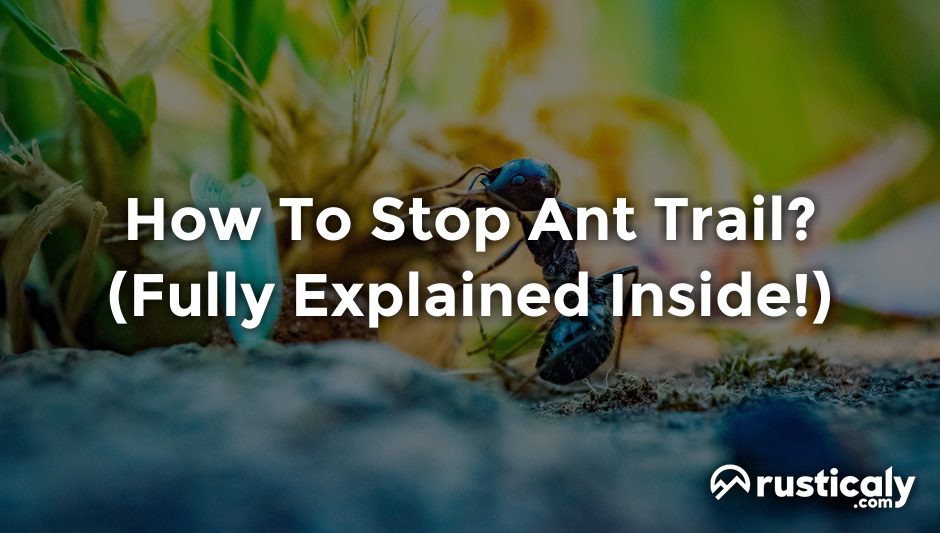 how to stop ant trail