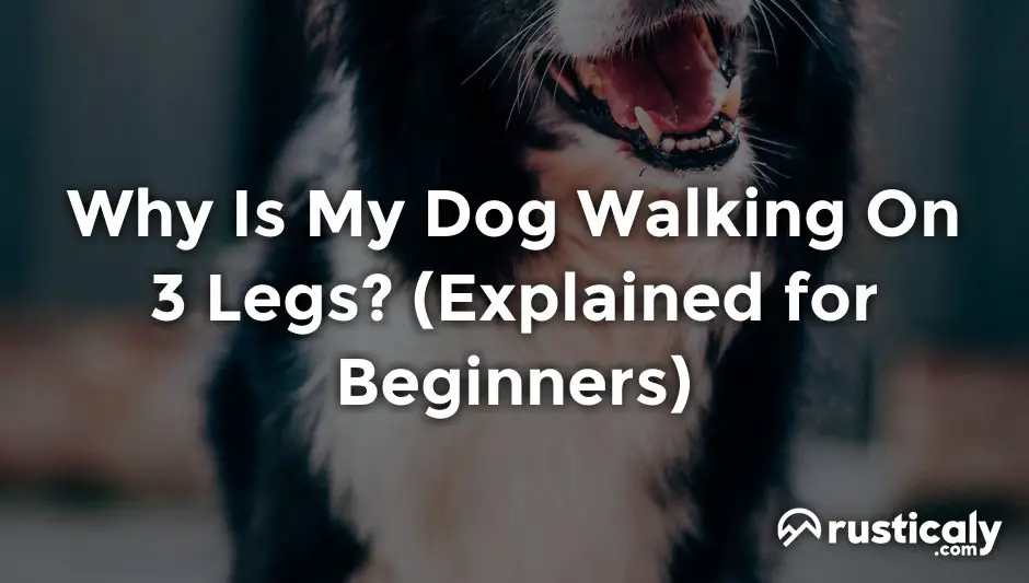 why is my dog walking on 3 legs