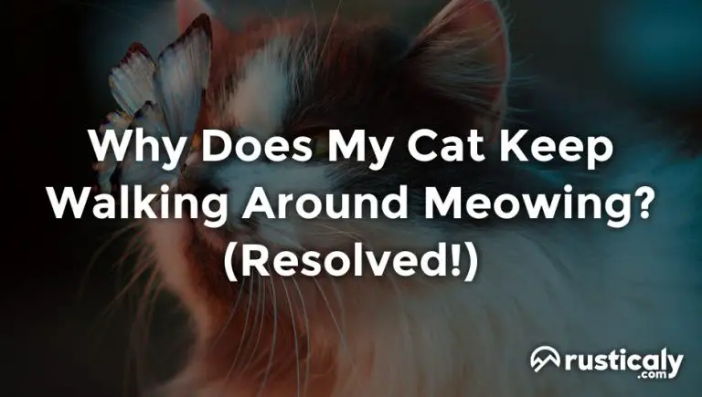 Why Does My Cat Keep Walking Around Meowing? Easy Read!