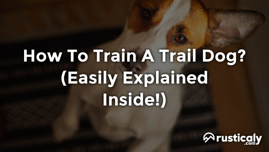 how to train a trail dog