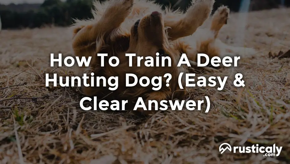 how to train a deer hunting dog