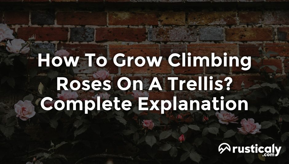 how to grow climbing roses on a trellis