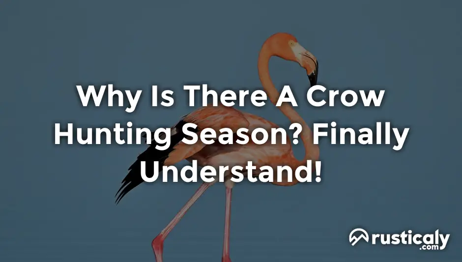 why is there a crow hunting season