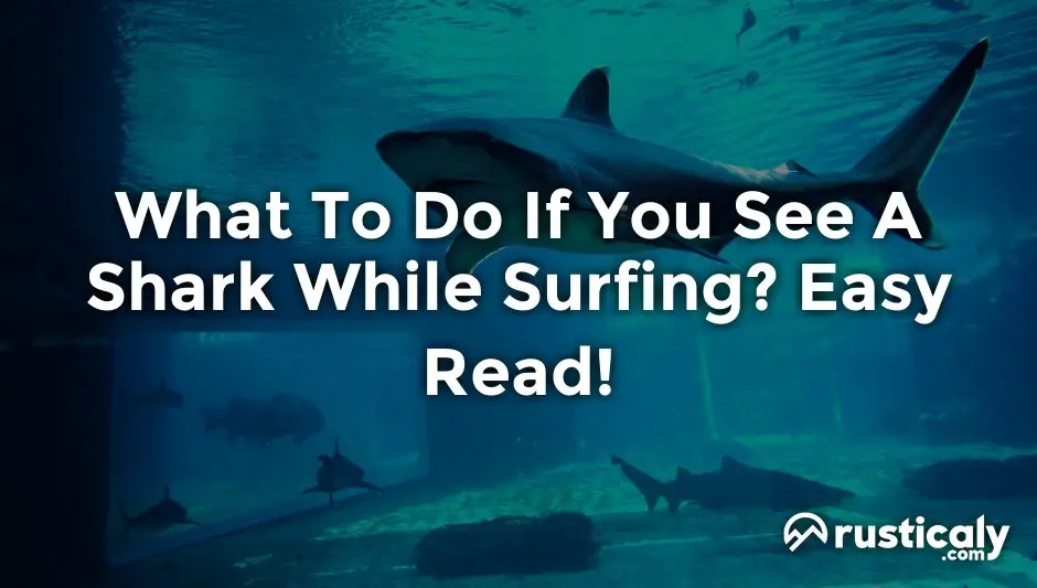 what to do if you see a shark while surfing