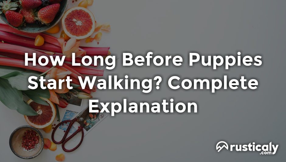 how long before puppies start walking