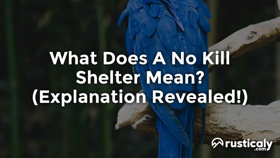 what does a no kill shelter mean