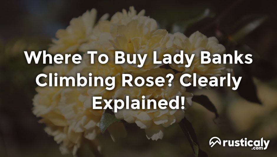 where to buy lady banks climbing rose