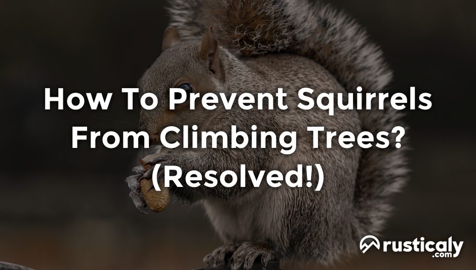 how to prevent squirrels from climbing trees