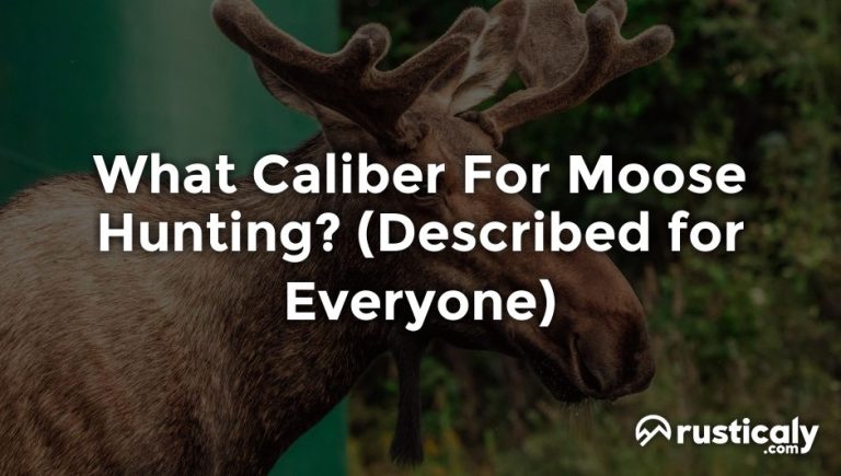 what caliber for moose hunting
