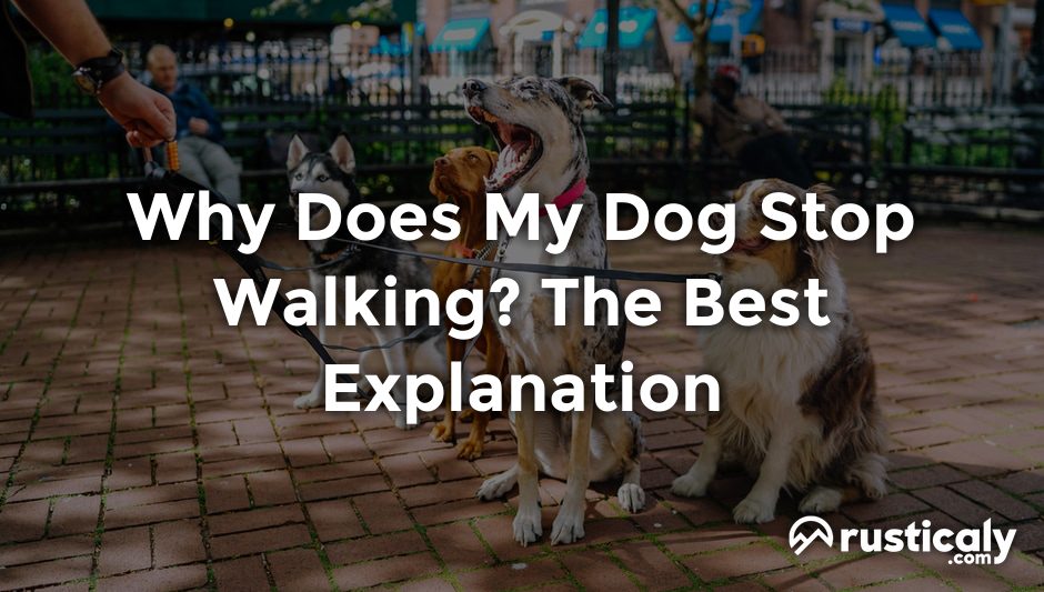 why does my dog stop walking