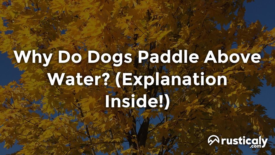 why do dogs paddle above water