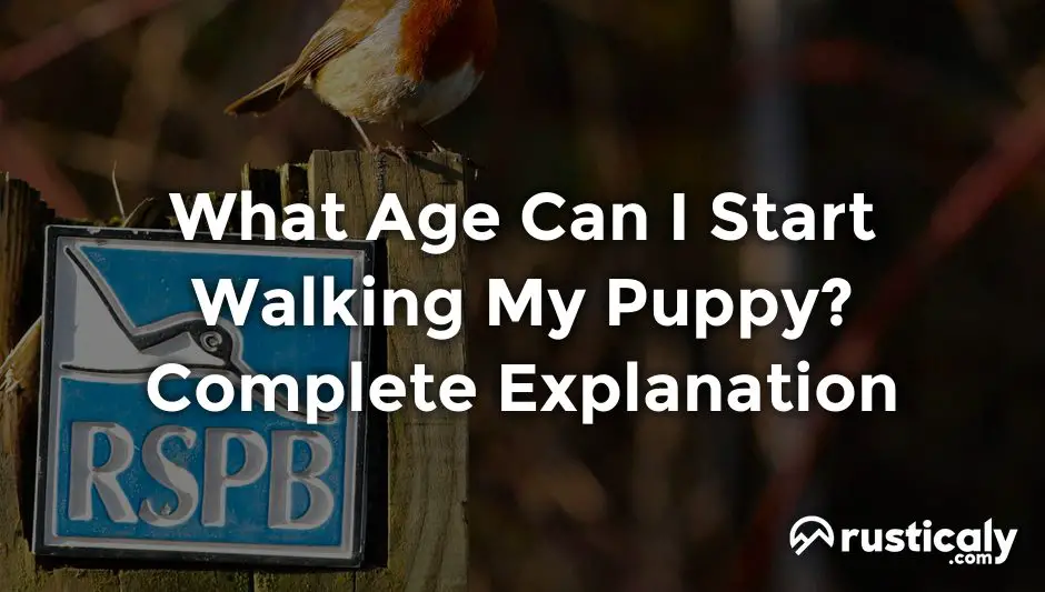 what age can i start walking my puppy