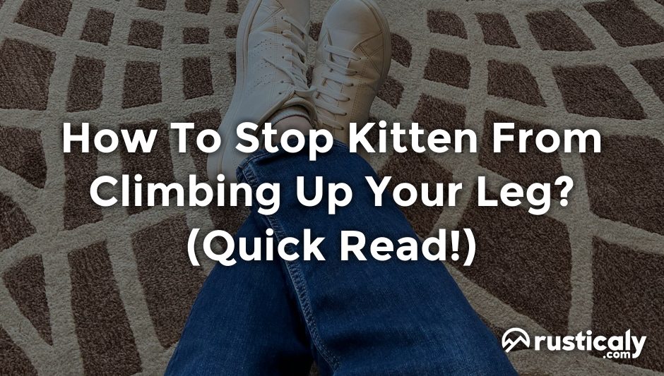 how to stop kitten from climbing up your leg