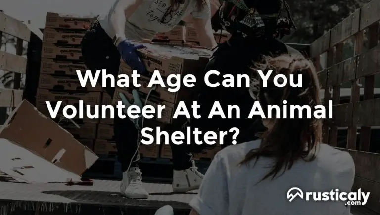 what age can you volunteer at an animal shelter