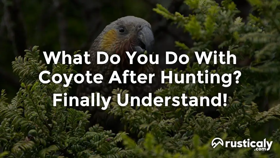 what do you do with coyote after hunting