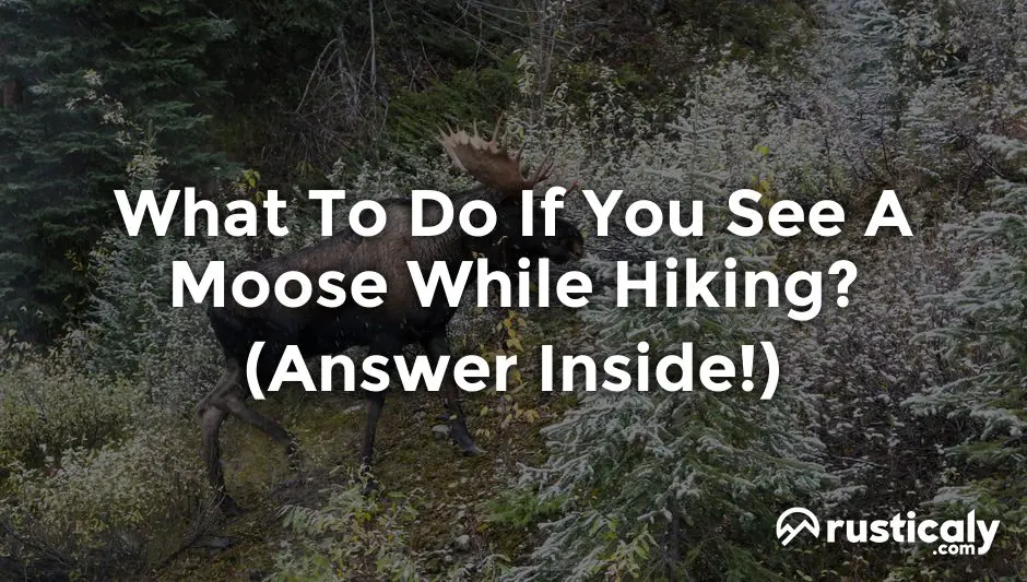 what to do if you see a moose while hiking