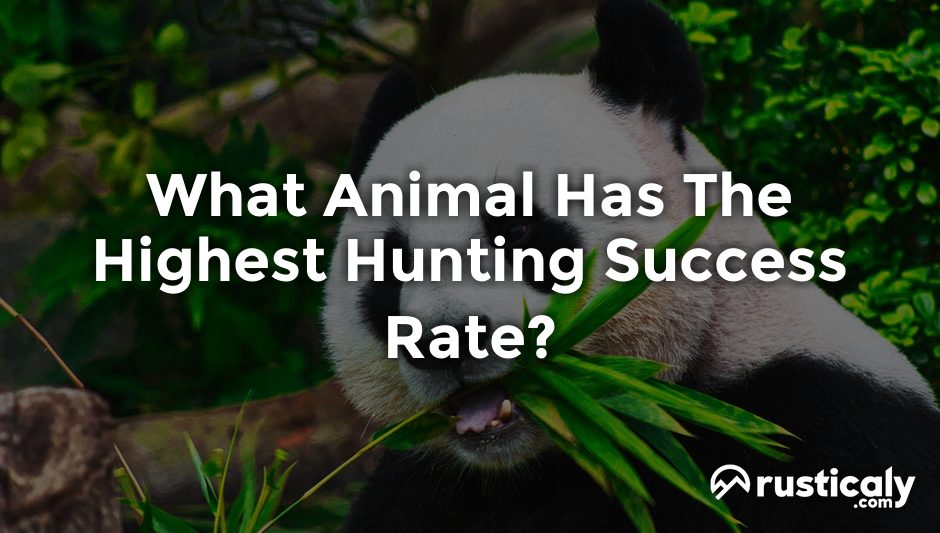 what animal has the highest hunting success rate