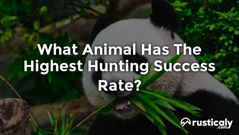 what-animal-has-the-highest-hunting-success-rate