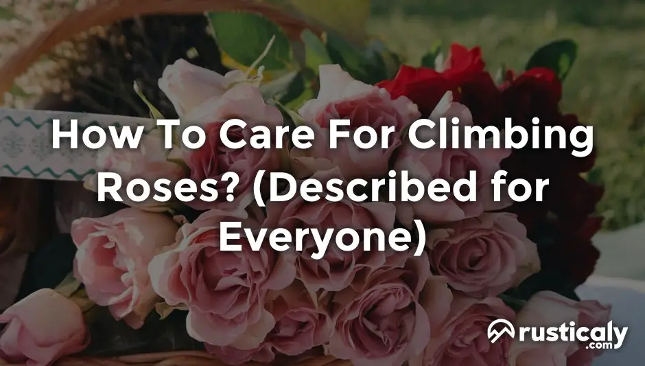 how to care for climbing roses