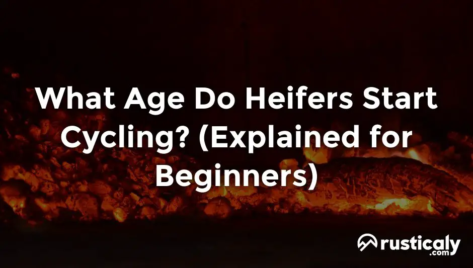 what age do heifers start cycling