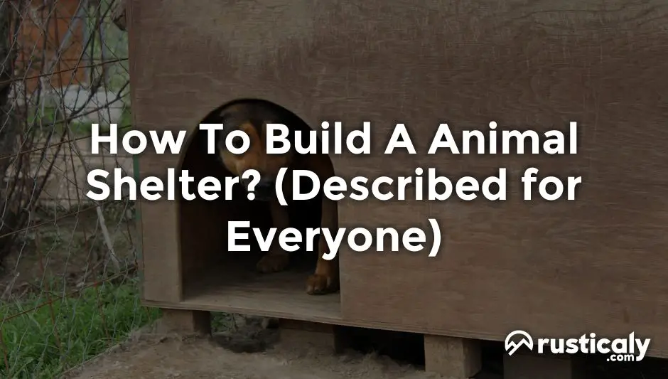 how to build a animal shelter