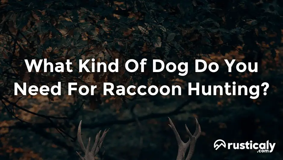 what kind of dog do you need for raccoon hunting