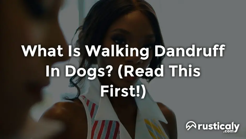 what is walking dandruff in dogs