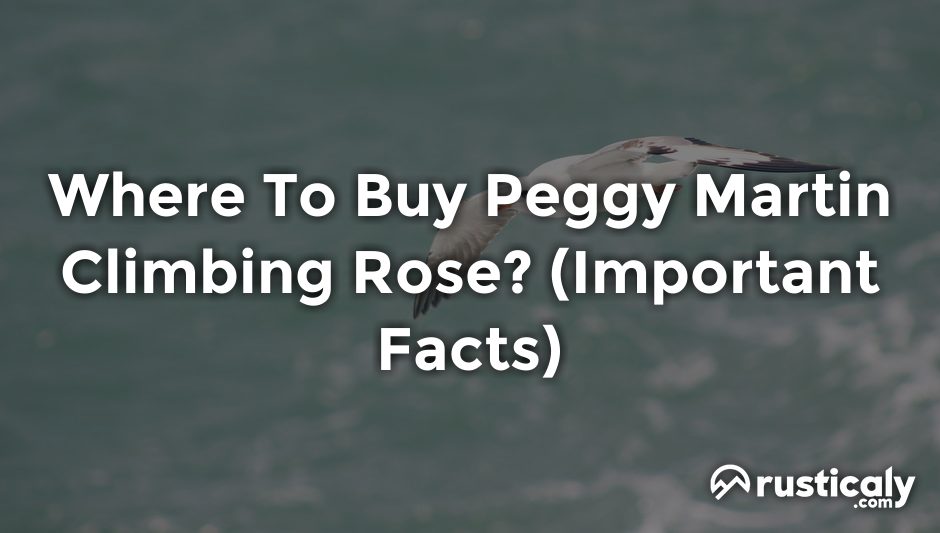 where to buy peggy martin climbing rose