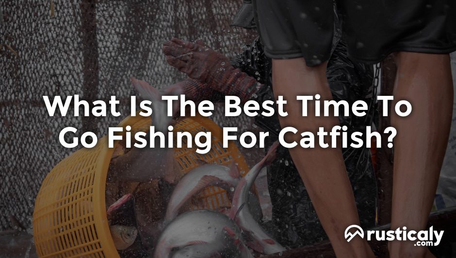 what is the best time to go fishing for catfish
