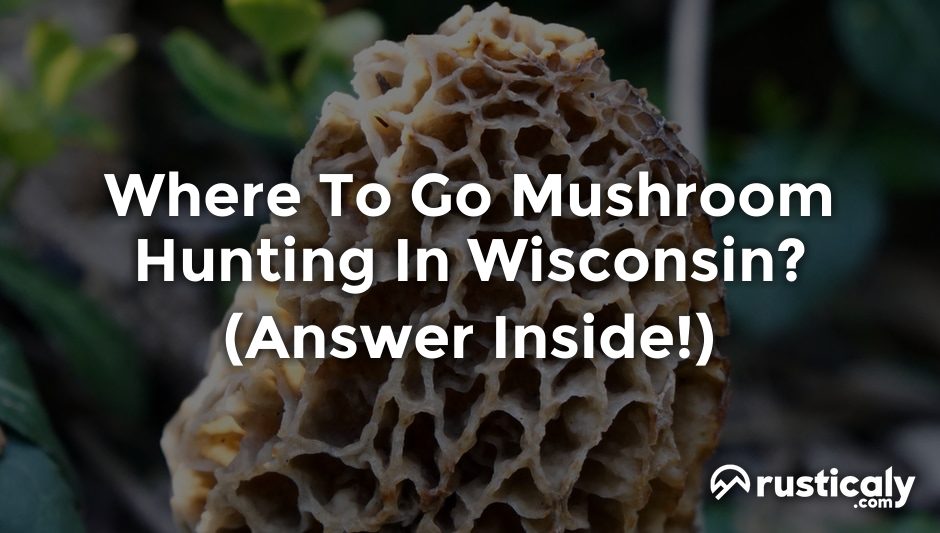 where to go mushroom hunting in wisconsin