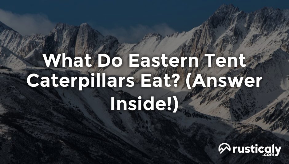 what do eastern tent caterpillars eat
