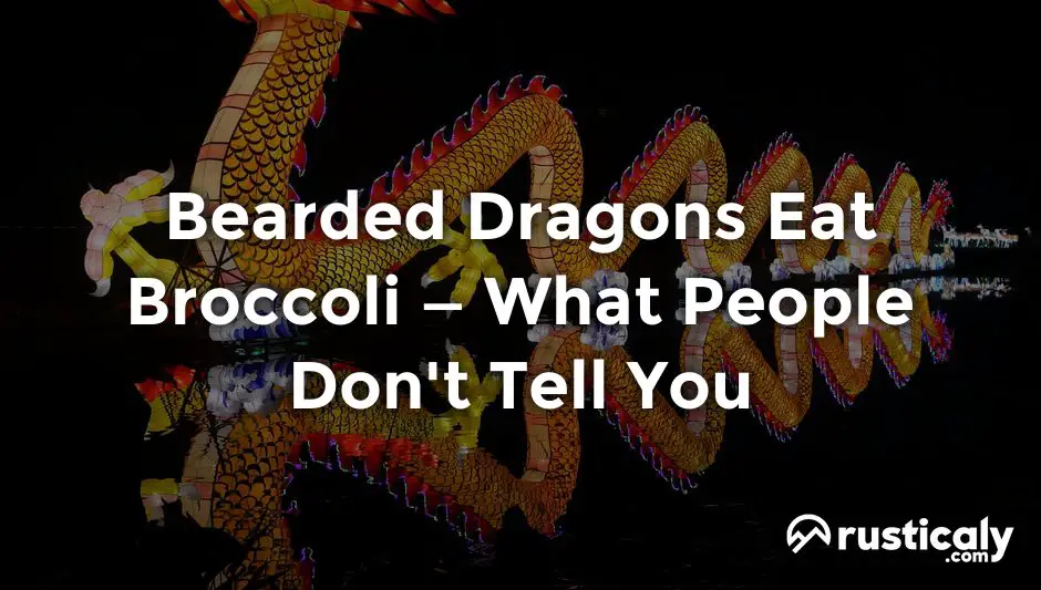 bearded dragons eat broccoli