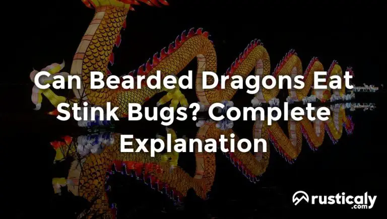 can bearded dragons eat stink bugs