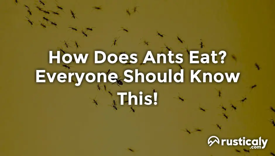 how does ants eat